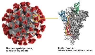 NOVA Test SARS-CoV-2 Antigen Schnell test kit Sars-Cov-2 Mutants