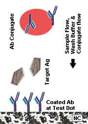 DGFIA Double Antibody Sandwich Method Illustration