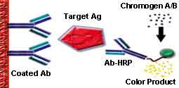 ELISA Double Antibody Sandwich Method Illustration