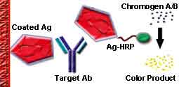 ELISA Double Antigen Sandwich Method Illustration
