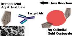 GICA Double Antigen Sandwich Method Illustration